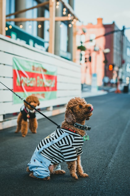 Innovative Dog Gear You Need