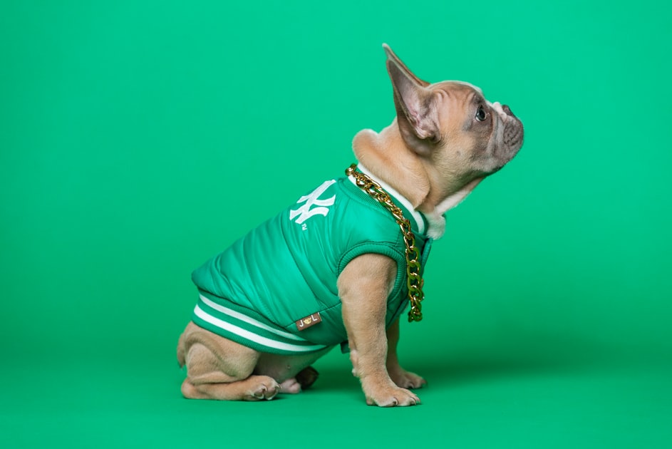 Unique Dog-Themed Merchandise