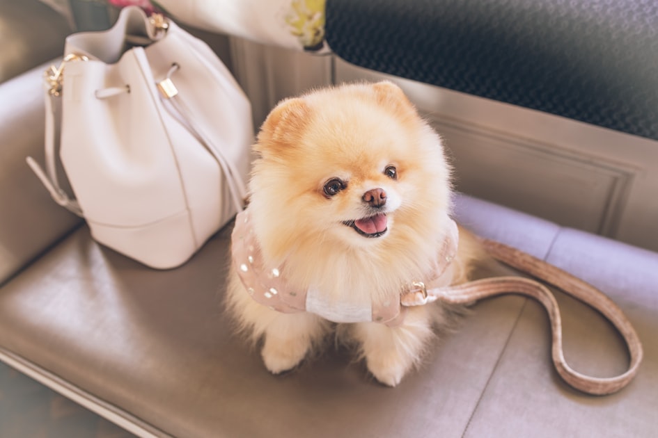 Dog Art: A Celebration of Canines