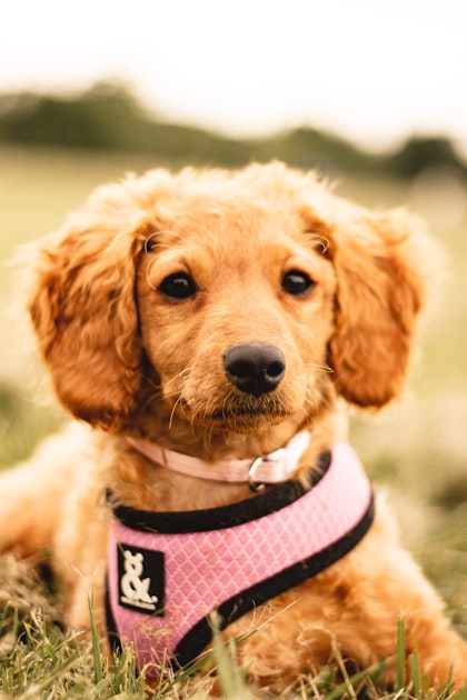 Top Dog Events in Canada